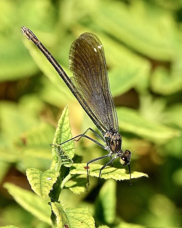 beautiful demoiselle